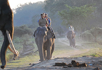 Elephant Safari, Pobitora WLS