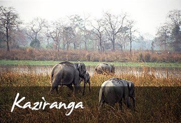 kaziranga National Park