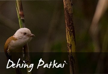 Dehing Patkai National park