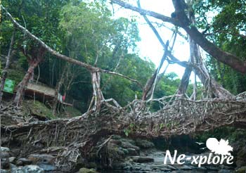 Living Root bridge | Tourist Attraction in Mawlynnong
