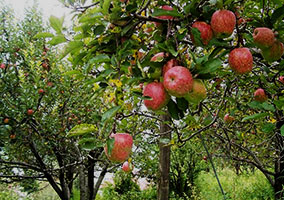 apple orchard, Bomdila