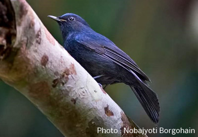 White Tailed Robin