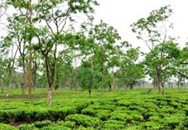 Tea tour in upper Assam