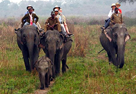 Elephant Safari at Kaziranga