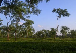 Tea garden Kaziranga