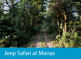 Jeep Safari at Manas