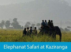 Elephant safari at Kaziranga