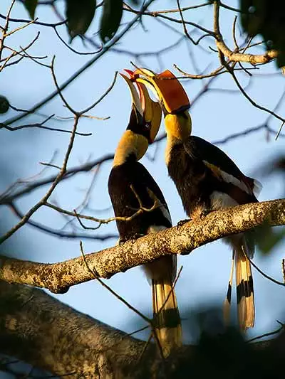 wildlife and Bird watching tour Assam