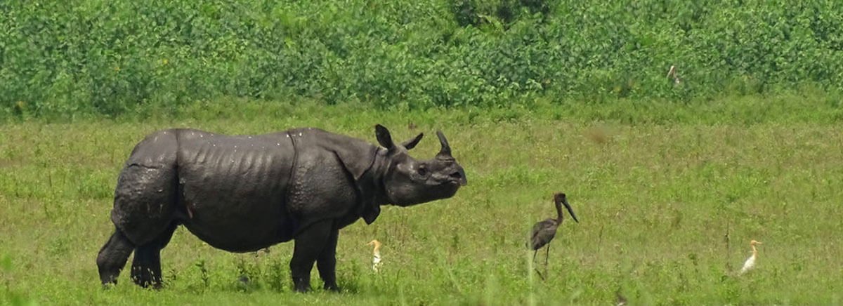 One horned Rhinoceros | Guwahati Kaziranga Tour Package