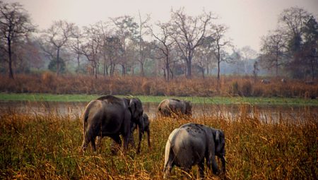 Kaziranga Assam