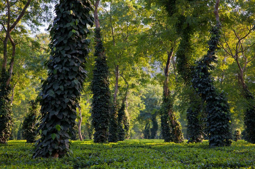 Assam tea garden | northeast india travel guide