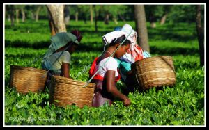 Tea garden in Assam