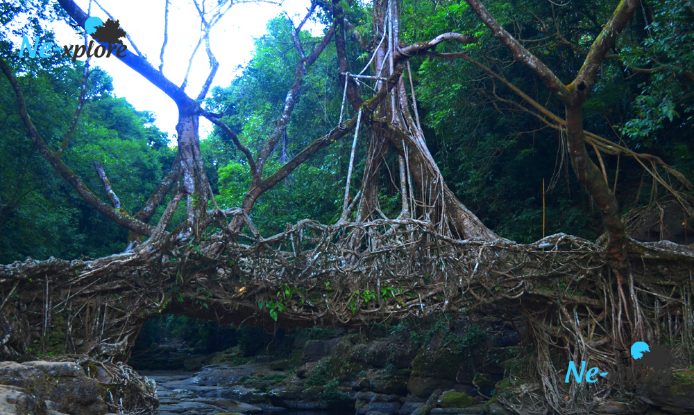 Living root bridge in Mawlynnong