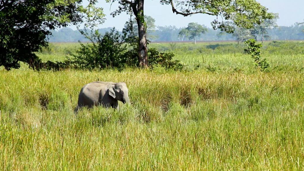 Picture journey through India's only island district Majuli - Nexplore ...