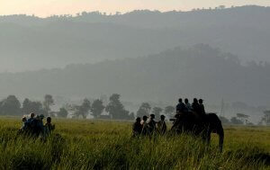 Elephant safari in kaziranga