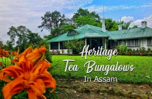 Heritage Tea Bungalows and tea garden tour in Assam