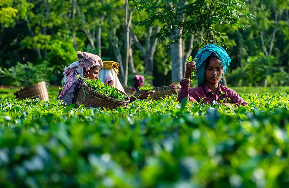 Assam tea garden workers plucking fresh tea leaves