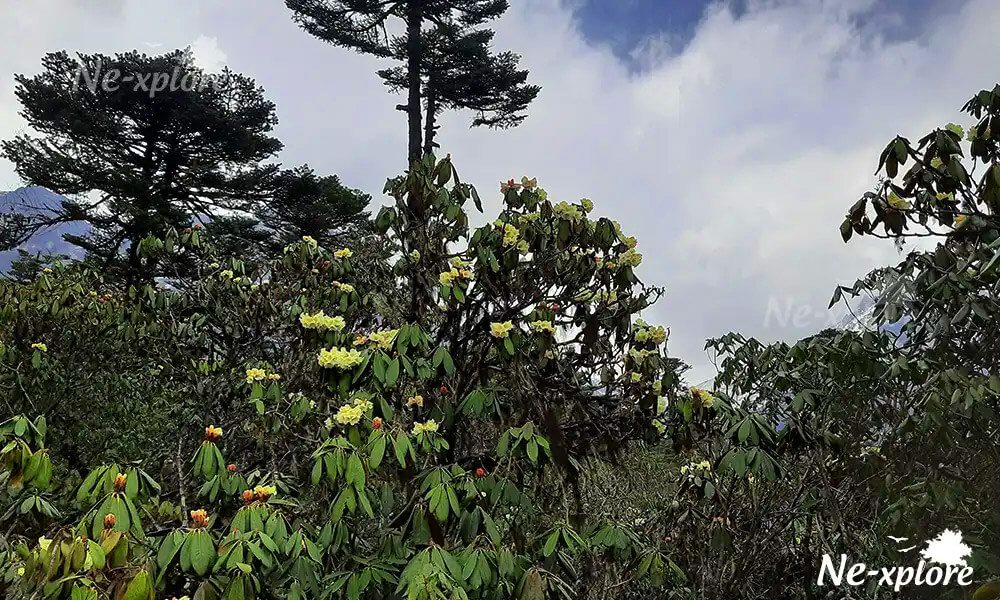 Rhododendron Sanctuary Yumthang