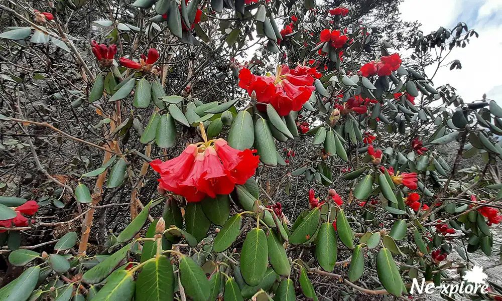 Rhododendron Sanctuary in North Sikkim