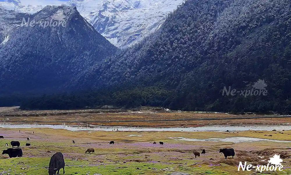Meadows and green pastures of Yumthang valley