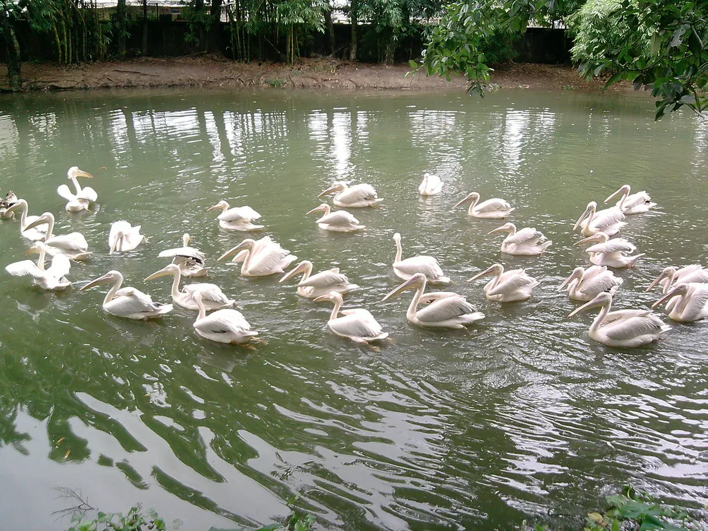 assam state zoo