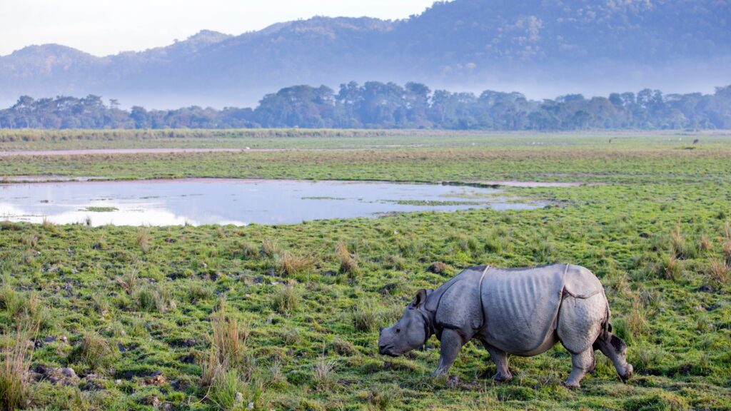 one-horned-rhino-kaziranga-national-park