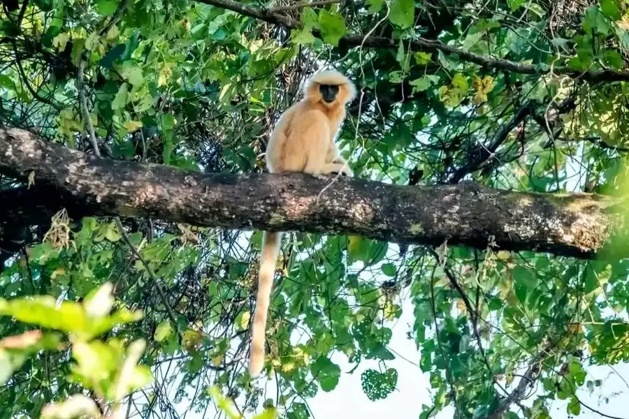 Chakrashila Wildlife Sanctuary