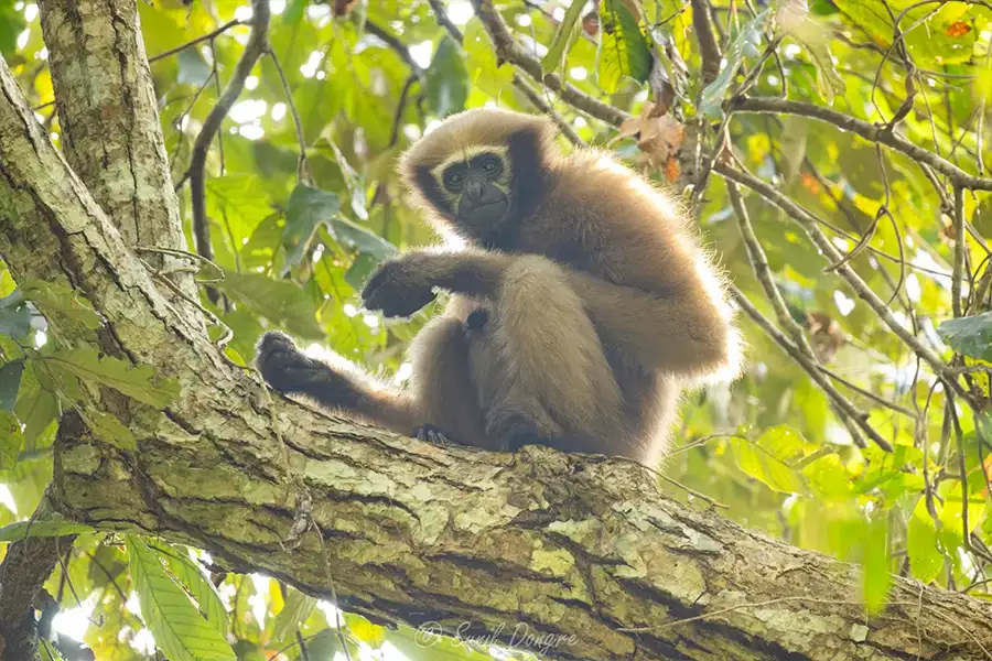 Hollongapar Gibbon Wildlife Sanctuary