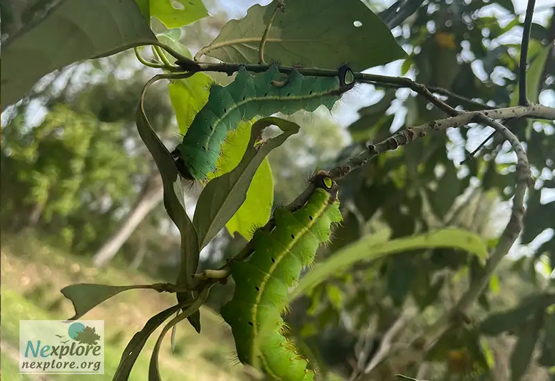 muga silk of assam cocoon