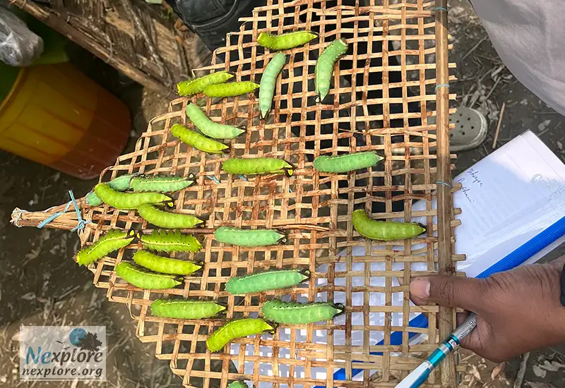 muga silk worm