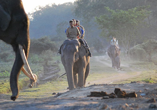 Elephant Safari, Pobitora WLS