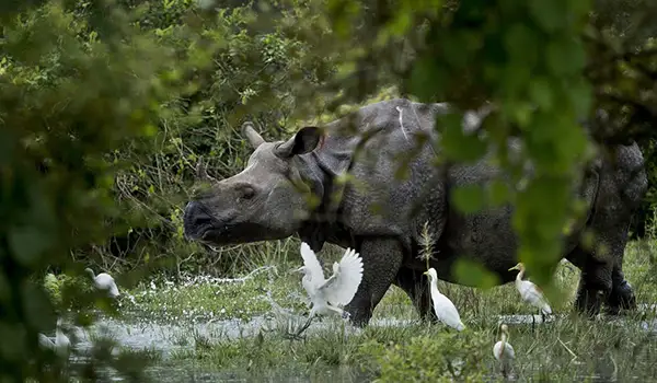 wildlife tour in northeast