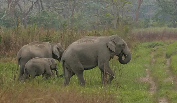 Elephants at Kaziranga