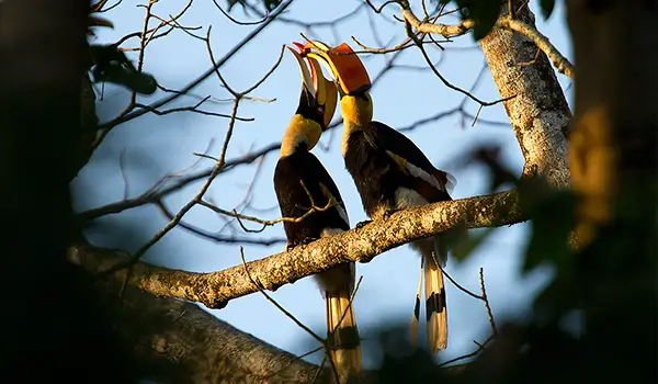 grater Hornbill of northeast