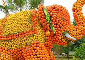 Orange Fetival Jampui