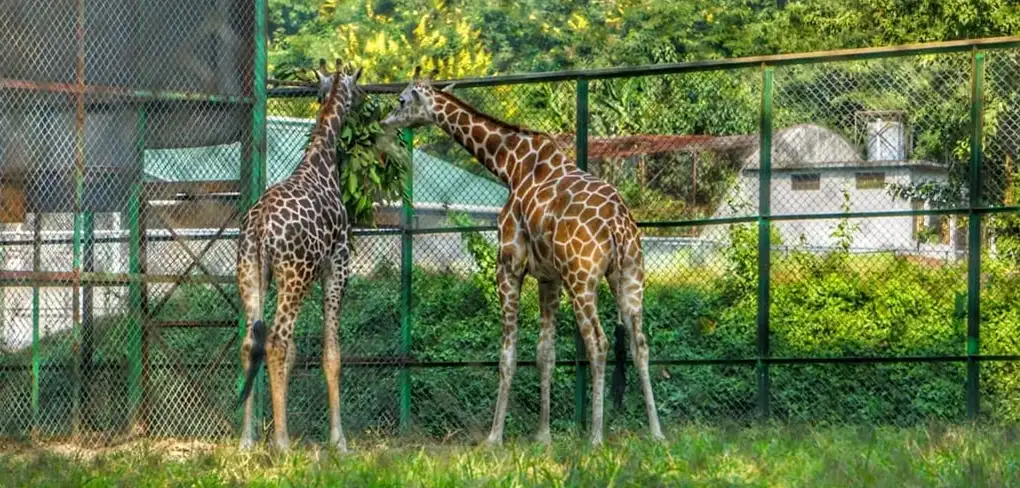 Guwahati zoo | sightseeing tour in Guwahati