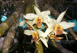 Kaziranga orchid park