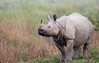 Kaziranga National park