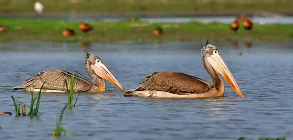 Birdwatching at Pobitora