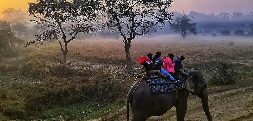 safari in Pobitora national park