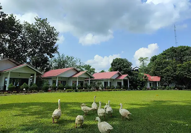 Best tea resort in Assam
