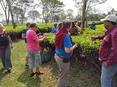 Guided Tea Garden tour
