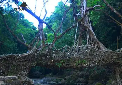 Living root bridge Meghalaya