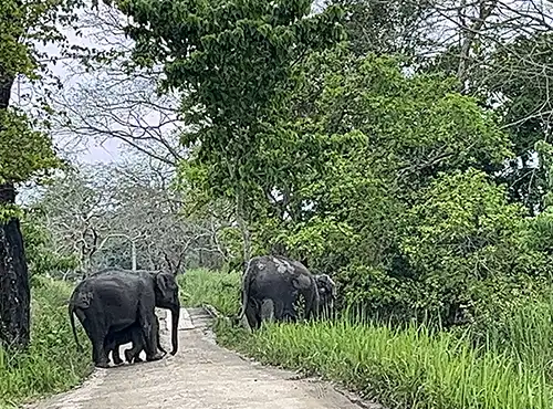 Kaziranga tour