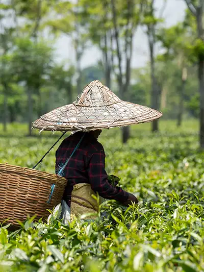 Tea bungalow experience with tea tour in assam