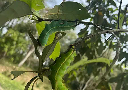 silkworm rearing in Assam