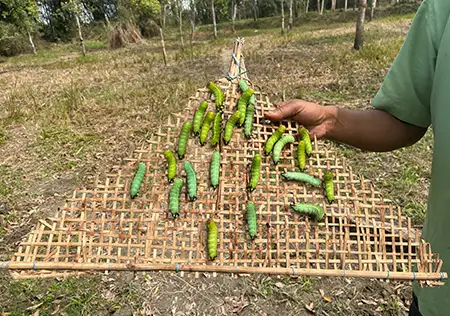 Assam Silk and textile tour