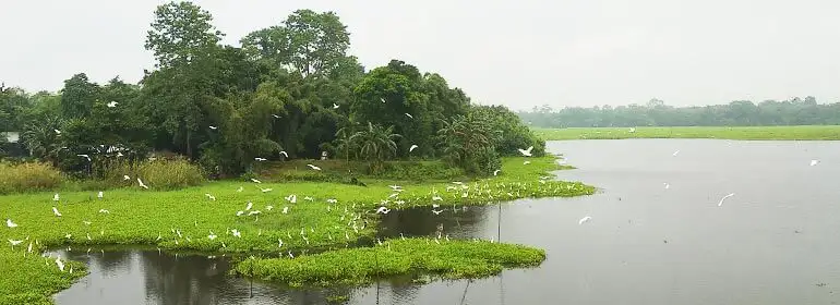 Hub of migratory birds Majuli Birdwatching package tour 