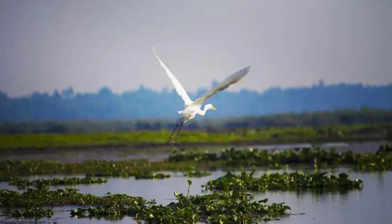 Dibru-saikhowa national park | Assam tour itinerary