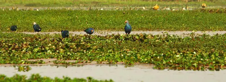 Bird watchers paradise Dibru Saikhowa